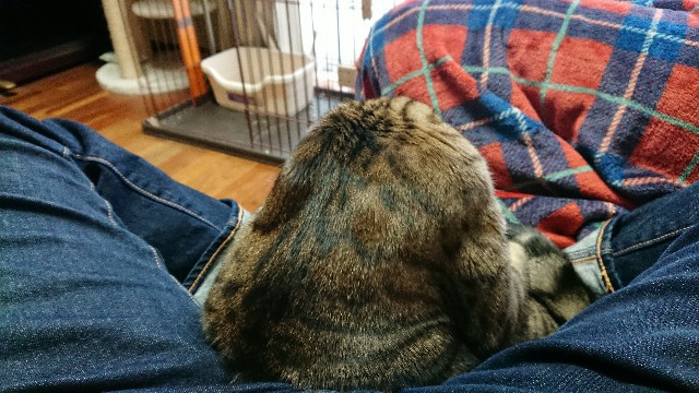 f:id:kote2bengal:20211212130039j:image