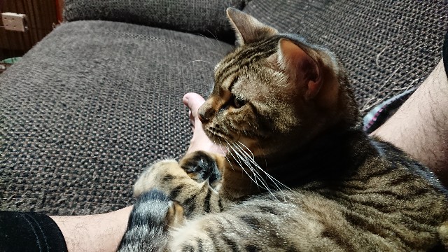 f:id:kote2bengal:20211213071231j:image