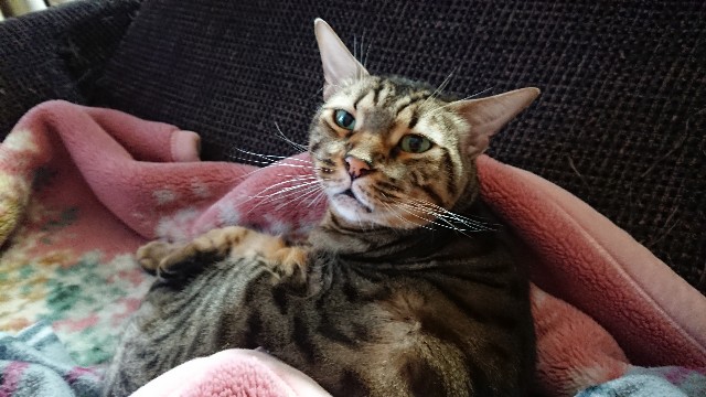 f:id:kote2bengal:20211218091015j:image