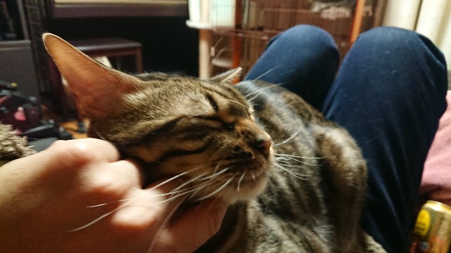 f:id:kote2bengal:20211219203051j:image