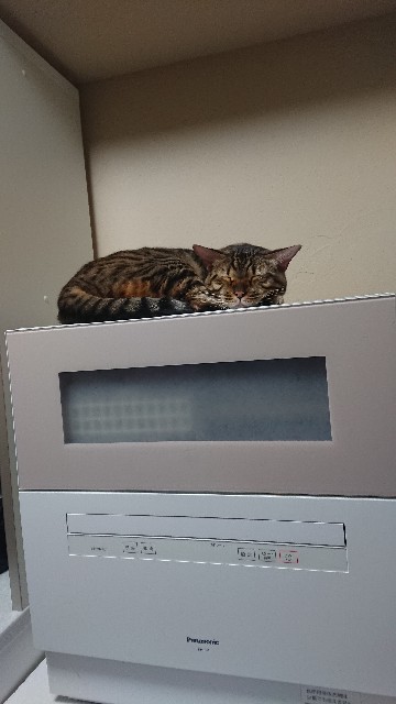 f:id:kote2bengal:20211220210805j:image