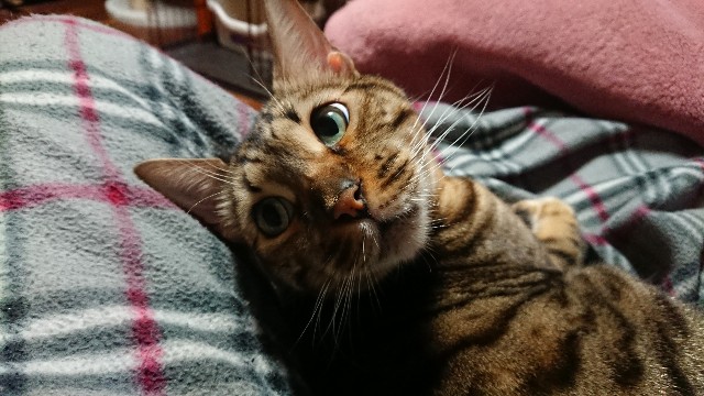 f:id:kote2bengal:20211225102859j:image