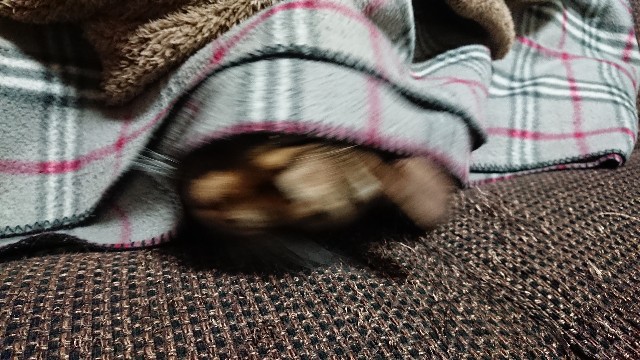 f:id:kote2bengal:20211226130534j:image