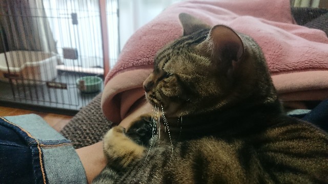 f:id:kote2bengal:20211231132316j:image