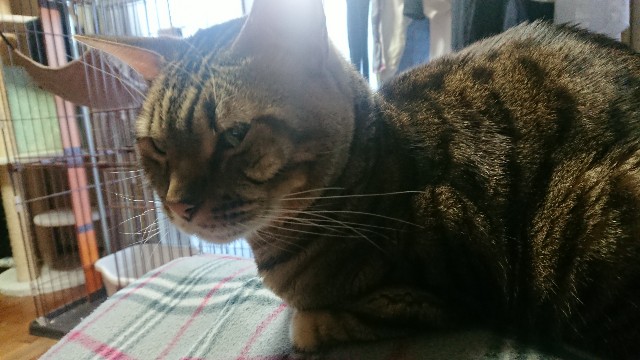 f:id:kote2bengal:20220109085440j:image