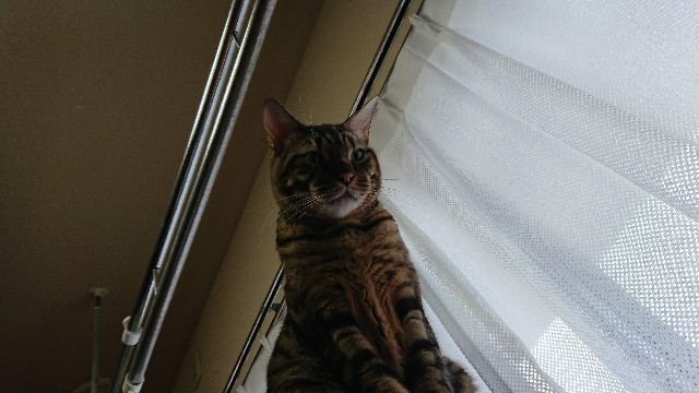 f:id:kote2bengal:20220122083346j:image