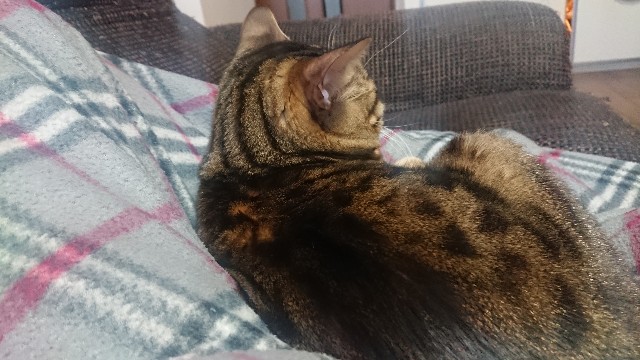 f:id:kote2bengal:20220122210153j:image