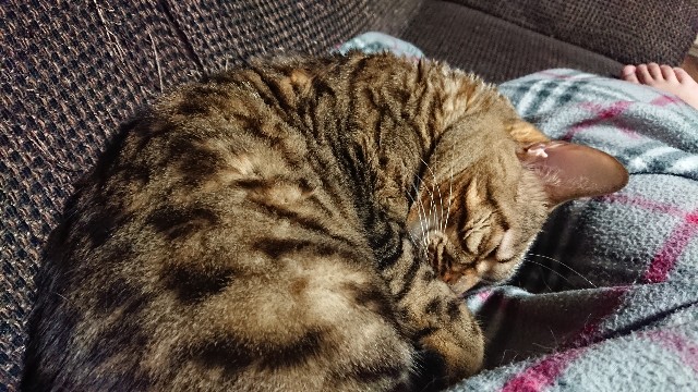 f:id:kote2bengal:20220124080239j:image