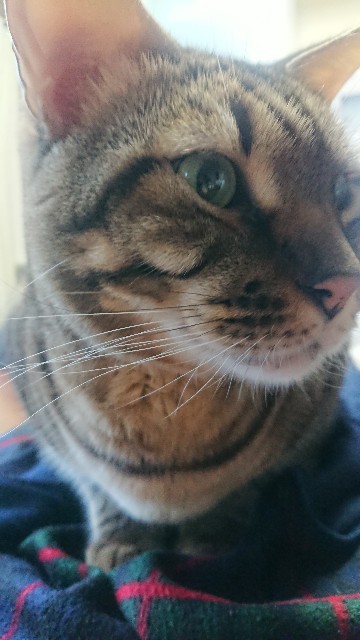 f:id:kote2bengal:20220127073055j:image