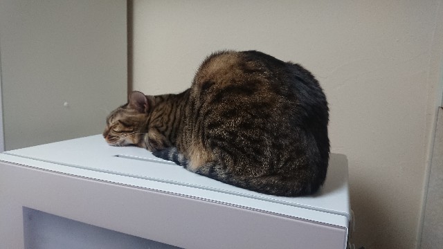 f:id:kote2bengal:20220128232736j:image