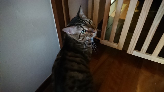 f:id:kote2bengal:20220129081651j:image