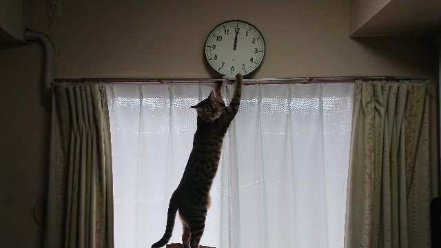 f:id:kote2bengal:20220129123059j:image