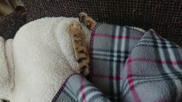 f:id:kote2bengal:20220129232221j:image