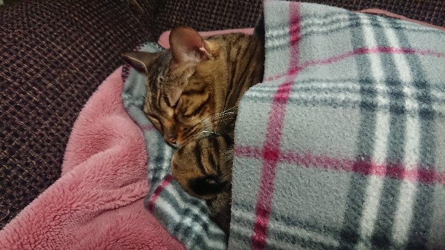 f:id:kote2bengal:20220204231147j:image