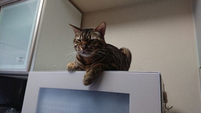 f:id:kote2bengal:20220205121930j:image