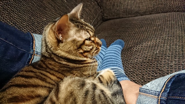 f:id:kote2bengal:20220205223556j:image