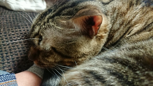 f:id:kote2bengal:20220207210251j:image