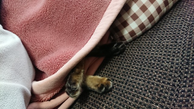 f:id:kote2bengal:20220212195511j:image