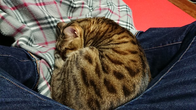 f:id:kote2bengal:20220213130703j:image