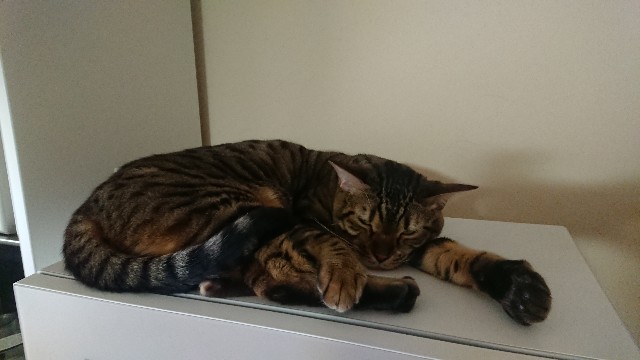 f:id:kote2bengal:20220219202802j:image