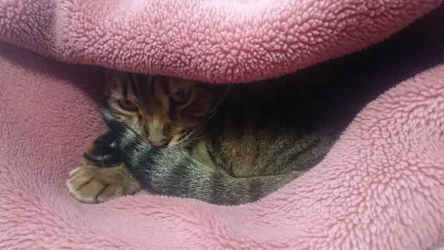 f:id:kote2bengal:20220220210259j:image