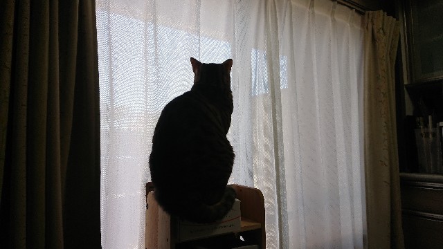 f:id:kote2bengal:20220223122445j:image