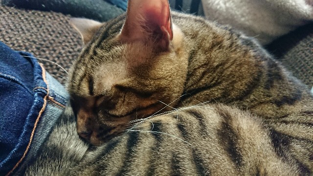 f:id:kote2bengal:20220306130741j:image