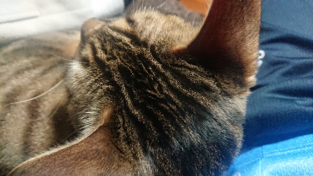 f:id:kote2bengal:20220319111809j:image