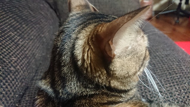 f:id:kote2bengal:20220319201649j:image