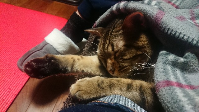 f:id:kote2bengal:20220320234624j:image