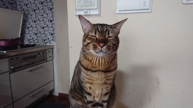 f:id:kote2bengal:20220321121256j:image