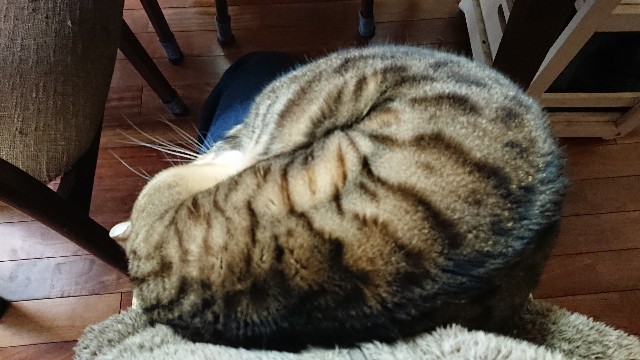 f:id:kote2bengal:20220323221252j:image