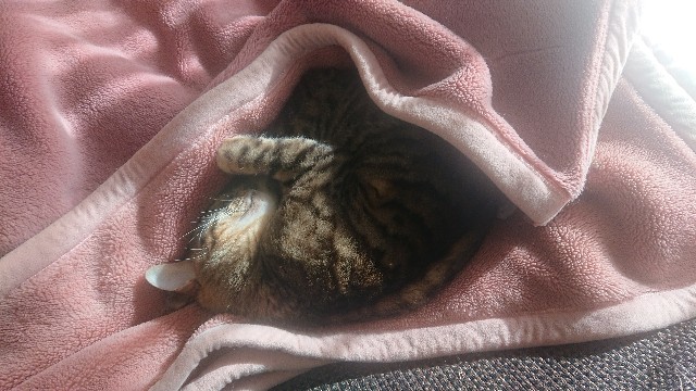 f:id:kote2bengal:20220406192851j:image