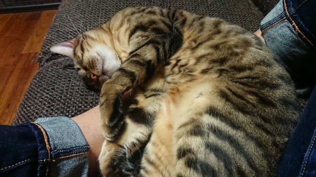 f:id:kote2bengal:20220410222650j:image