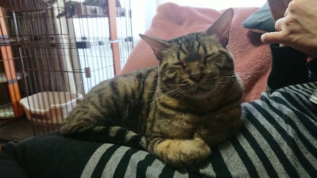 f:id:kote2bengal:20220416124013j:image