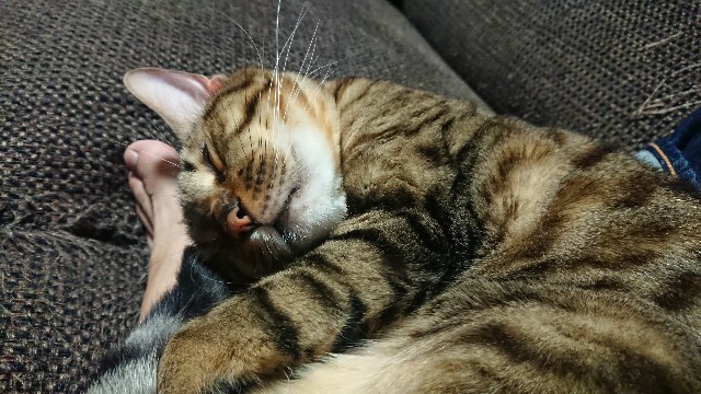 f:id:kote2bengal:20220417230609j:image