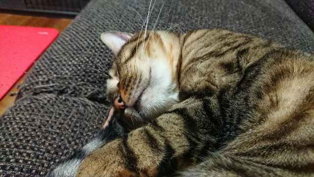 f:id:kote2bengal:20220418220138j:image