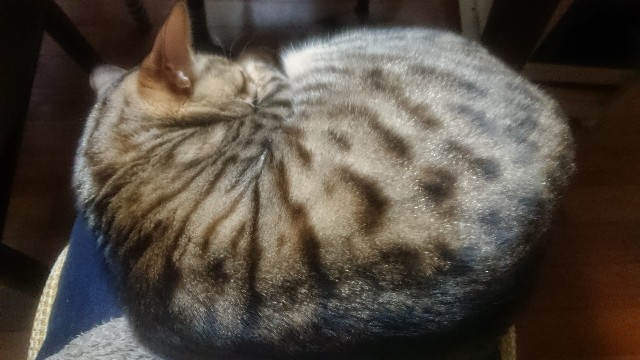 f:id:kote2bengal:20220420202203j:image