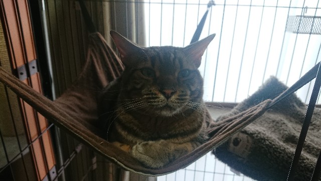 f:id:kote2bengal:20220423211705j:image