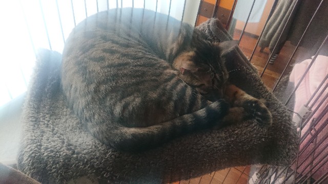 f:id:kote2bengal:20220425214240j:image