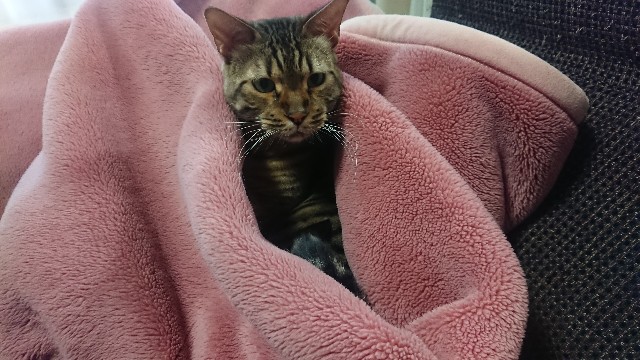 f:id:kote2bengal:20220504124820j:image