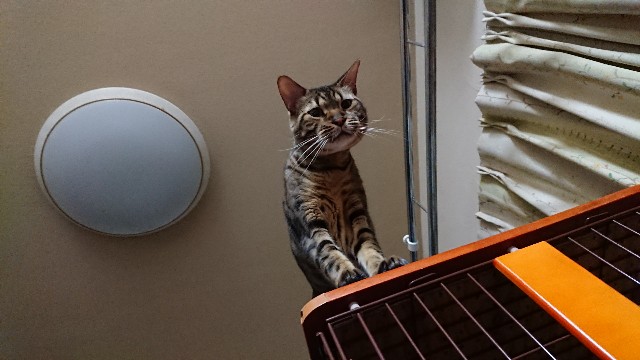 f:id:kote2bengal:20220508225014j:image