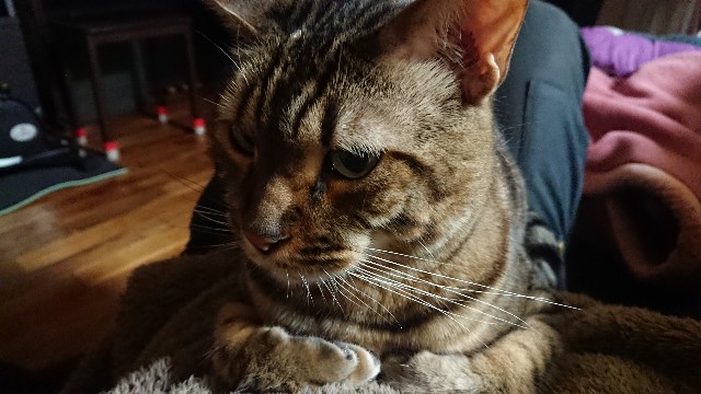 f:id:kote2bengal:20220509203624j:image