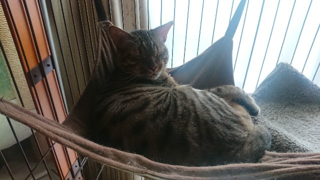 f:id:kote2bengal:20220528233034j:image