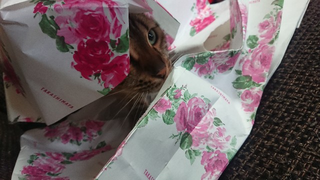 f:id:kote2bengal:20220618133411j:image