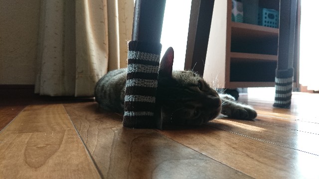 f:id:kote2bengal:20220625232138j:image