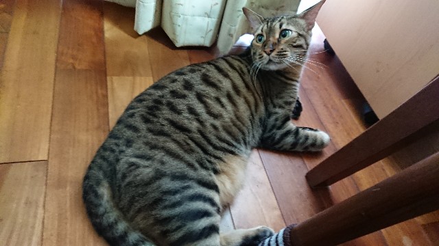 f:id:kote2bengal:20220626122626j:image