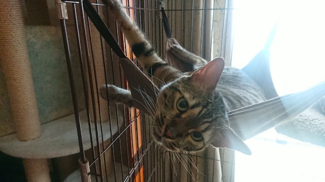 f:id:kote2bengal:20220725093803j:image