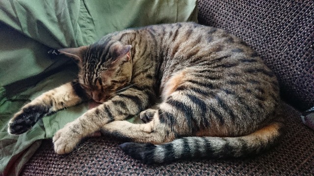 f:id:kote2bengal:20220807123656j:image