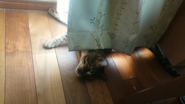 f:id:kote2bengal:20220810202553j:image